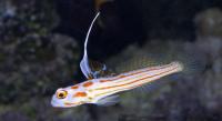 گوبی شریمپ آنتن سفید (White-rayed Shrimpgoby)