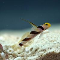 گوبی شریمپ آنتن سیاه (Black-rayed Shrimpgoby)