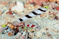 میگو/گوبی دماغ زرد (Yellownose Goby w/ shrimp)
