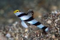 گوبی شریمپ دماغ زرد (Yellownose Shrimpgoby)