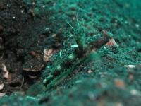 گوبی شریمپ خال سفید (White Flecks Shrimp Goby)