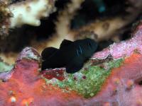 گوبی مرجانی سیاه (Black Coralgoby)