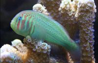گوبی مرجانی صورتی و سبز (Green & Pink Coralgoby)