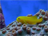 گوبی مرجانی زرد (Yellow Coralgoby)