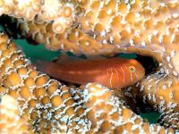 گوبی مرجانی قرمز (Red Coralgoby)