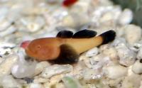 گوبی مرجانی باله سیاه (Blackfin Coralgoby)