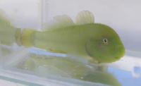 گوبی مرجانی سبز (Green Coralgoby)