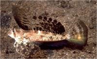 دِراگونِت انگشتی (Fingered Dragonet)