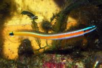 بلنی مار ماهی نوار زرد (Yellow-Stripe Wormeel Blenny)