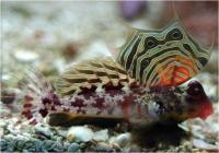 دِراگونِت غول پیکر (Giant Dragonet)