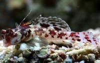دِراگونِت ستاره ای (Starry Dragonet)