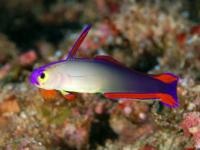 ماهی آتشین دکوری (Decorated Firefish)