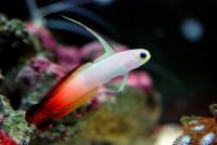 ماهی آتشین با شکوه (Magnifica Firefish)