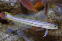نیزه ماهی خط دار (Lined Dartfish)