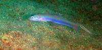 نیزه ماهی میله ای (Filament Dartfish)