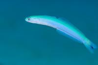 نیزه ماهی دُم خال (Spot-tail Dartfish)
