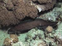 مار ماهی زرد مرجانی (Reef Cusk Eel)