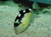 ماشه ماهی ستاره ای (Starry Triggerfish)
