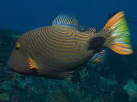 ماشه ماهی خط نارنجی (Orange-stripped Triggerfish)