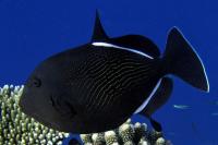ماشه ماهی هندی (Indian Triggerfish)