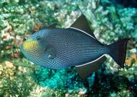 ماشه ماهی سیاه (Black Triggerfish)
