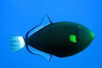 ماشه ماهی دُم صورتی (Pinktail Triggerfish)