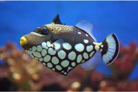 ماشه ماهی دلقک (Clown Triggerfish)