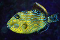 ماشه ماهی طلایی و آبی -بالغ (Blue And Gold Triggerfish Adult)