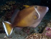 ماشه ماهی هلالی (Halfmoon Triggerfish)