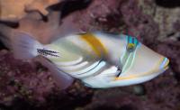 ماشه ماهی پیکاسو (Picasso Triggerfish)