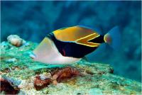 ماشه ماهی پیکاسو مستطیلی (Rectangle Picasso Triggerfish)