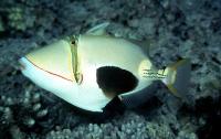 ماشه ماهی پیکاسو شکم سیاه (Blackbelly Picasso Triggerfish)