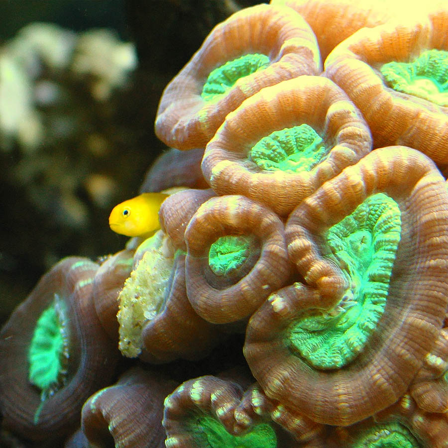 مرجان شیپوری (یا آبنباتی ـ Caulastrea furcata)