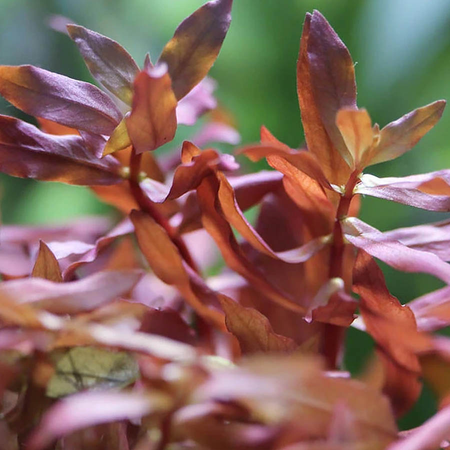 گیاه آمانیای قرمز (Ammania gracilis)