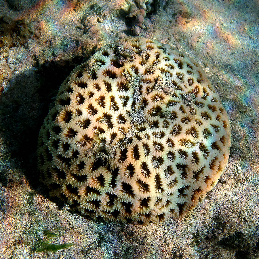 مرجان سنگی (یا قُبّه‌ای ـ Dipsastraea pallida)