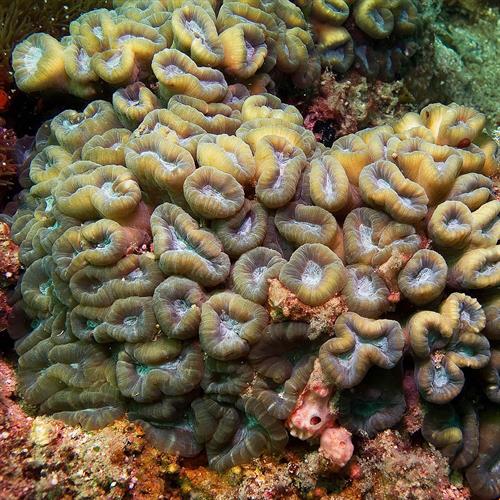 مرجان شیپوری (یا آبنباتی ـ Caulastrea furcata) 5