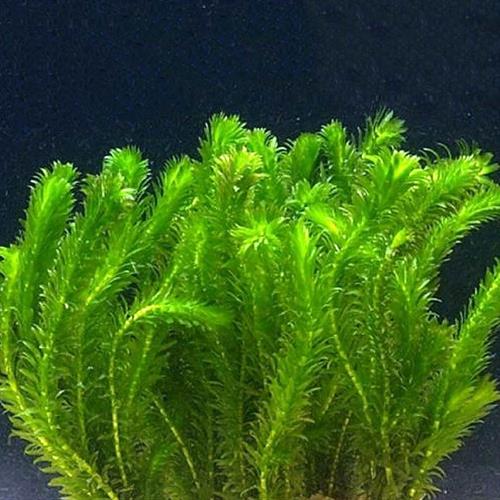 گیاه اِلودیای برگی (Egeria densa) 3