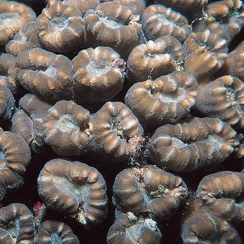 مرجان شیپوری (یا آبنباتی ـ Caulastrea furcata) 11
