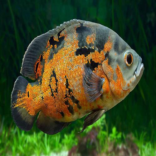 اسکار Astronotus ocellatus 6