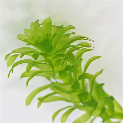 گیاه اِلودیای برگی (Egeria densa) 4