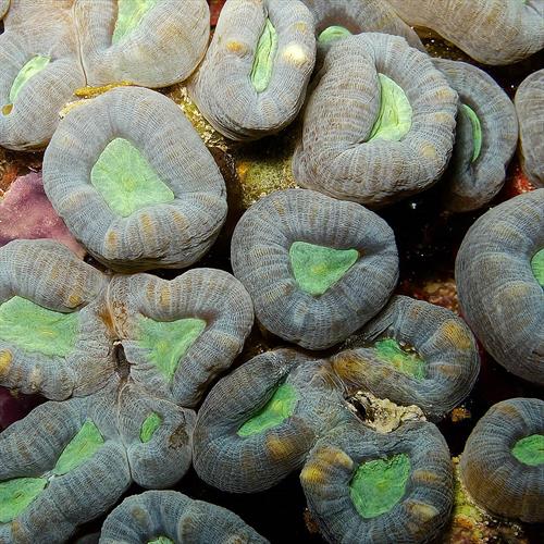 مرجان شیپوری (یا آبنباتی ـ Caulastrea furcata) 8