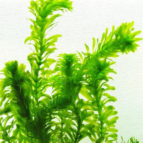 گیاه اِلودیای برگی (Egeria densa) 2