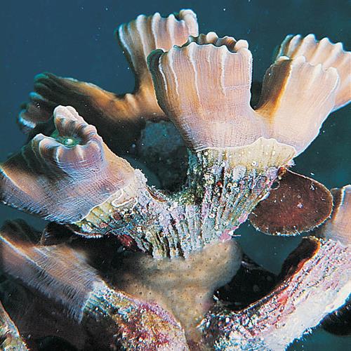 مرجان شیپوری (یا آبنباتی ـ Caulastrea furcata) 6