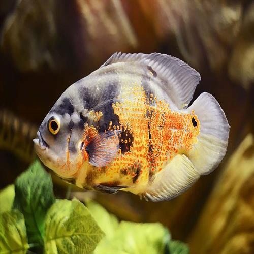 اسکار Astronotus ocellatus 12