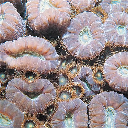 مرجان شیپوری (یا آبنباتی ـ Caulastrea furcata) 2