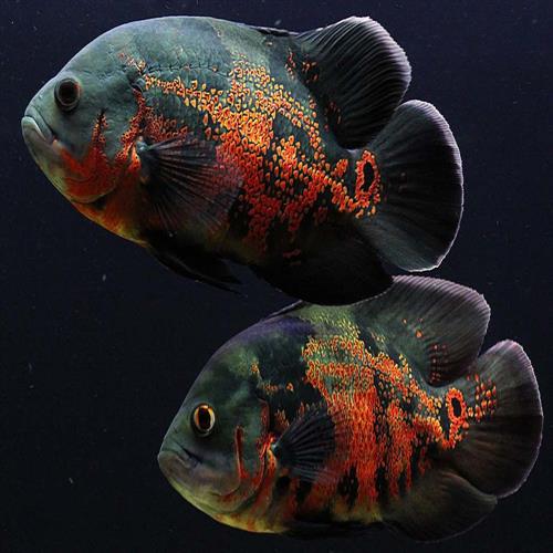 اسکار Astronotus ocellatus 15