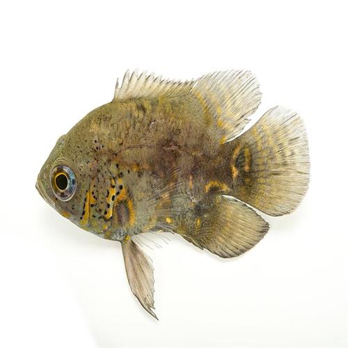 اسکار Astronotus ocellatus 5