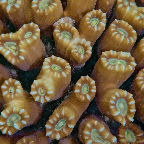مرجان شیپوری (یا آبنباتی ـ Caulastrea furcata) 9