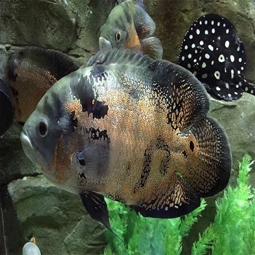 اسکار Astronotus ocellatus 10