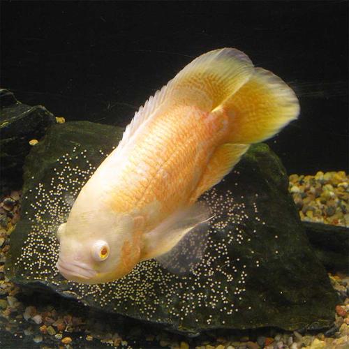 اسکار Astronotus ocellatus 9